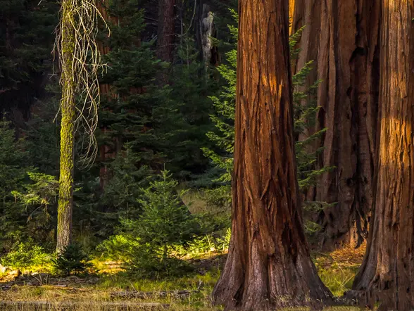 Excursión a San Vicente de la Barquera y visita al Bosque de Secuoyas desde Santander