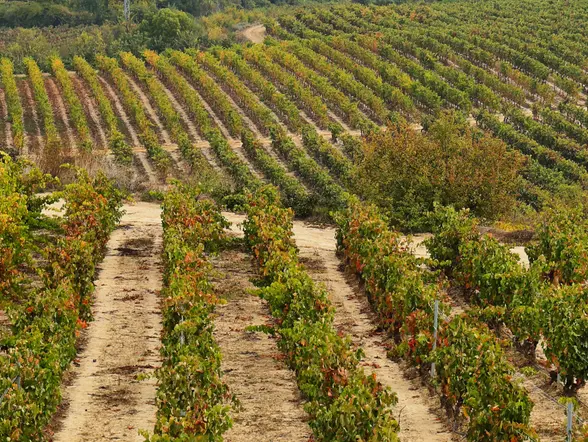 Tour en 4x4 por los viñedos de Jilabá