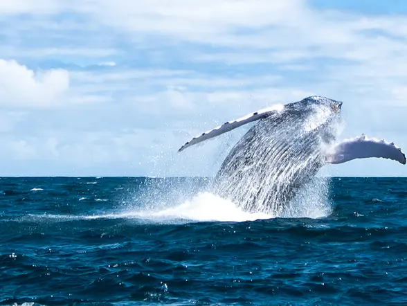 Avistamiento de ballenas jorobadas en bahía de Samaná desde Punta Cana