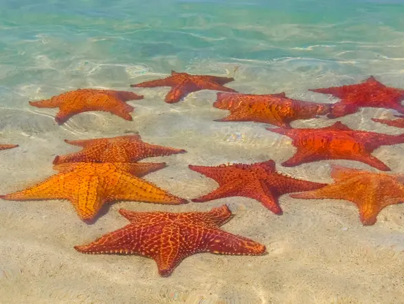 Excursión en Catamarán y Snorkeling