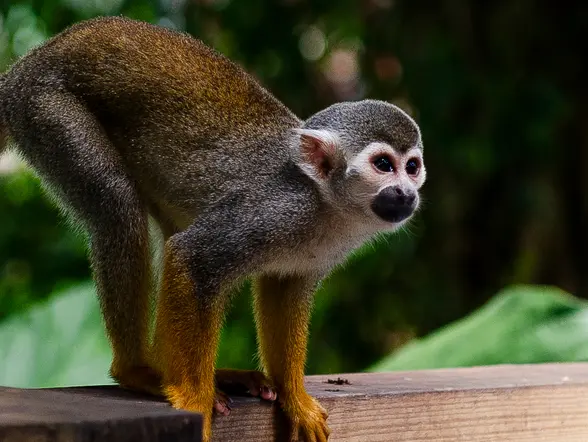 Excursión al MonkeyLand de Punta Cana