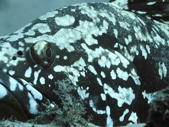 Bautismo de Buceo con 2 inmersiones en Puerto del Carmen