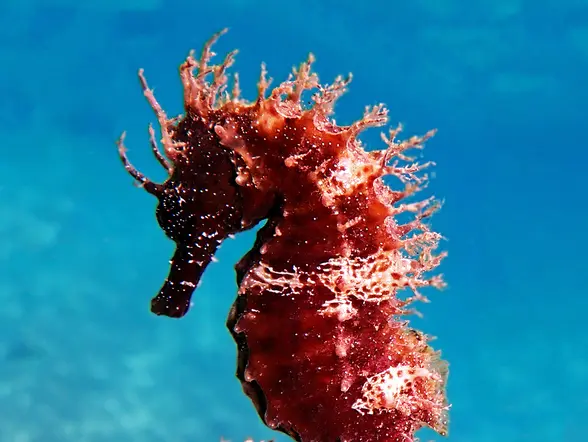 Bautismo de Buceo en Puerto del Carmen
