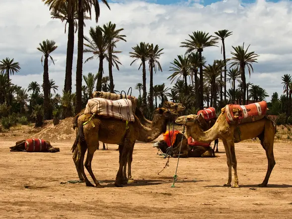 Paseo en camello por el Palmeral con degustación de té