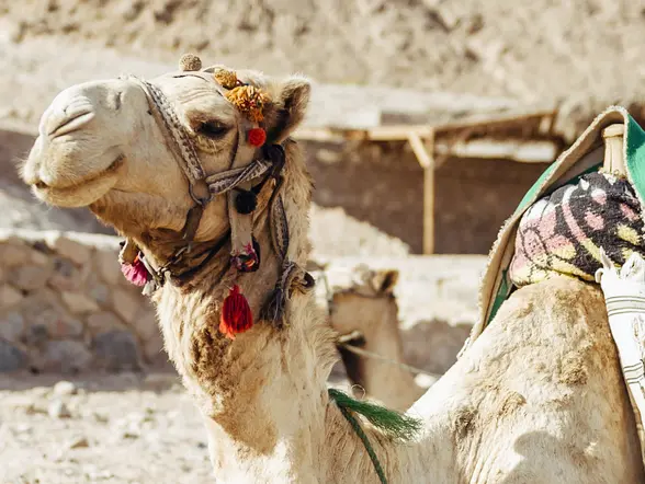 Ruta en quad y paseo en camello por el Palmeral de Marrakech - buendía