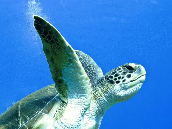 Excursión de snorkel por las lavas sumergidas de Tenerife