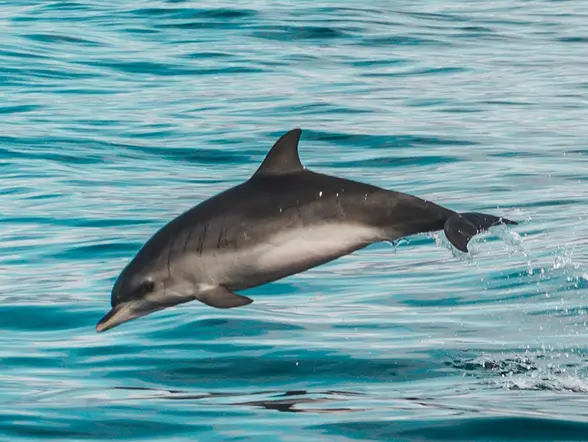 Avistamiento de delfines en la costa de Morro Jable