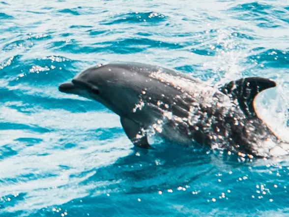 Excursión en 4x4 Valles y Acantilados con Observación de Delfines