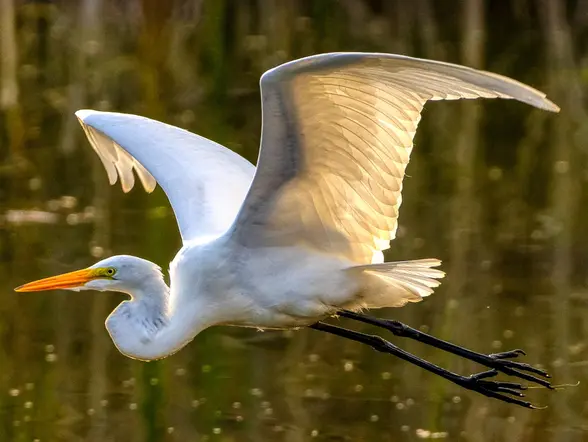 Visita al Parque Natural de Doñana en todoterreno