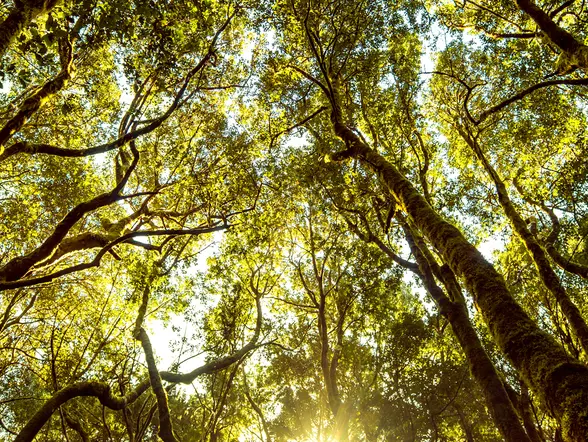 Senderismo en el bosque de la Laurisilva
