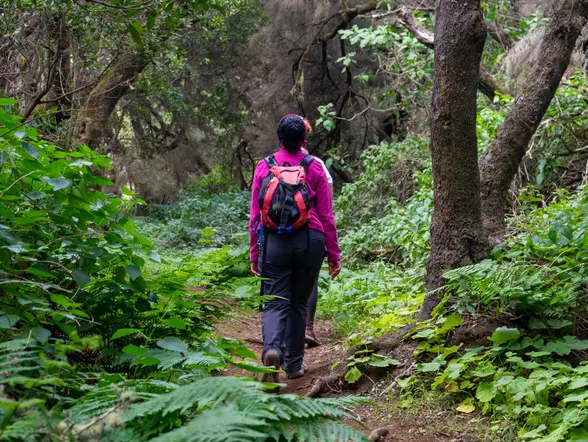 Senderismo Bosque Laurisilva Trekking Rutas Galga la Palma islas Canarias