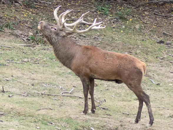 Berrea del venado ciervos Collanzo valle Aller Asturias
