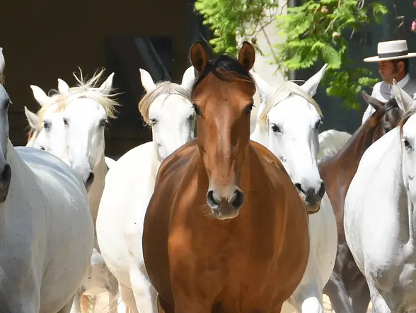 Visita guiada a la Yeguada Cartuja Hierro del Bocado