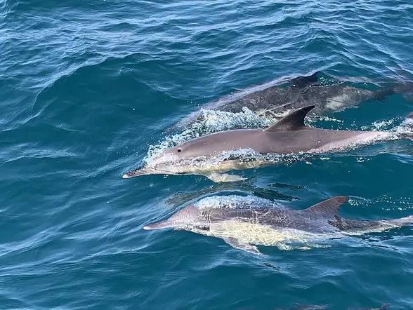 Avistamiento de Cetáceos en Tarifa