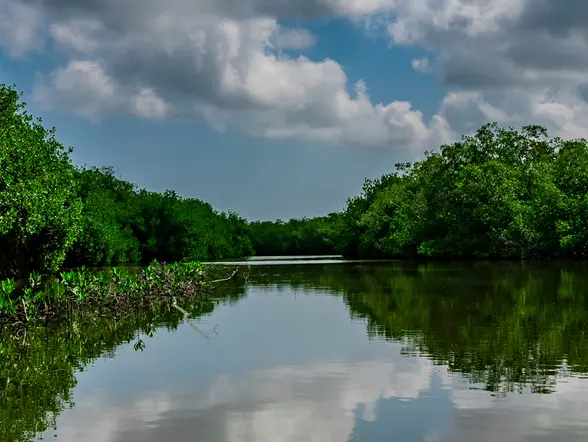 Excursión a los Manglares de La Boquilla