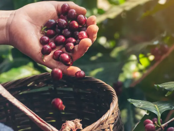 Ruta del café en Cartagena de Indias