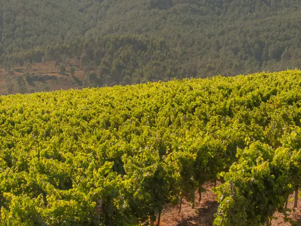 Visita y cata por la Bodega Corisca