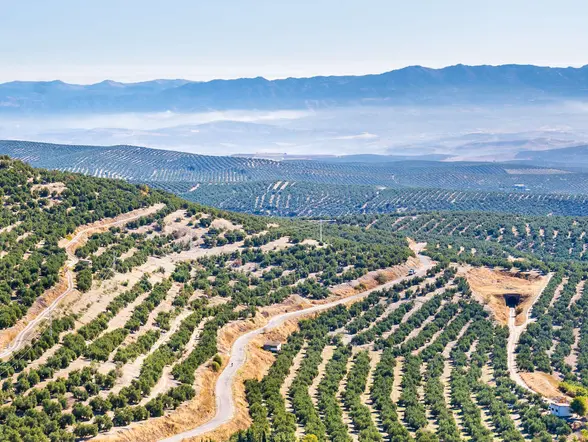 Visita guiada Úbeda con entradas