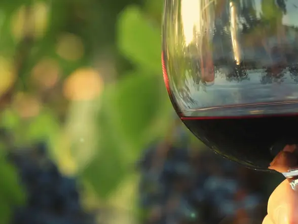 Excursión a Valdevimbre con cata en los viñedos desde León