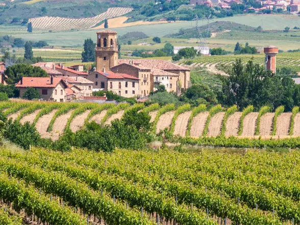 Excursión a La Rioja y sus bodegas desde Bilbao - buendía
