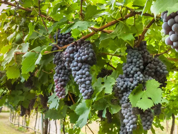 Visita a la bodega Finca Montepedroso con cata y aperitivo