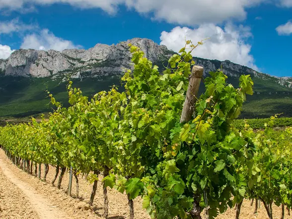 Visita Laguardia y Cueva Dorretxe con Degustación