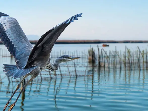 Excursión al Parque Natural de la Albufera desde Valencia - buendía