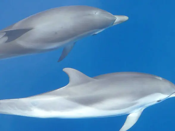 Avistamiento de delfines en Mallorca