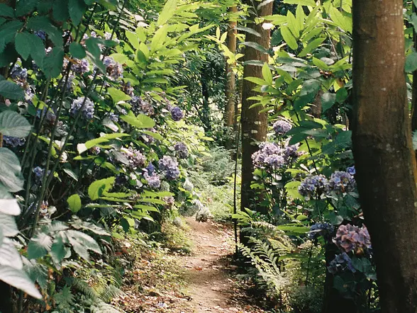 Visita guiada por el Bosque-Jardín de la Fonte Baxa - buendía