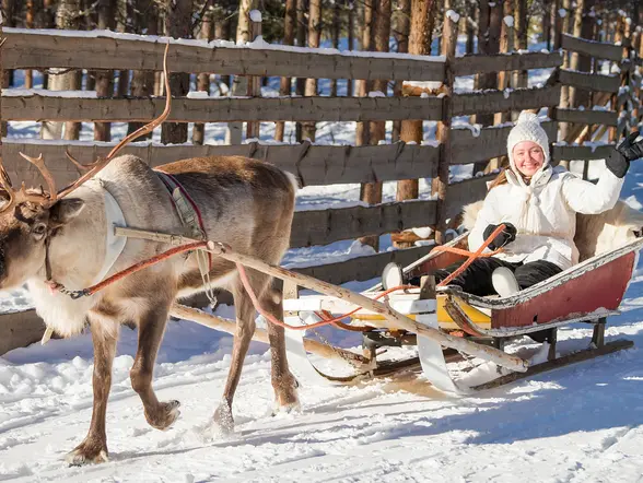 Reno tirando de un trineo sobre nieve en un camino cercado, en un paisaje invernal típico de Laponia, Finlandia, ideal para paseos turísticos en el Ártico.