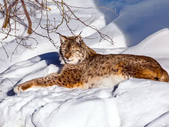 Lince euroasiático descansando sobre nieve en un paisaje invernal, rodeado de ramas secas, en su hábitat natural del Ártico.