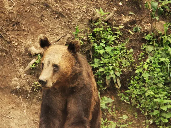 Avistamiento de osos en los Cárpatos en Rumanía