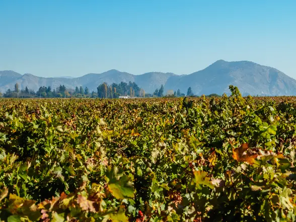 Paisajes de los exteriores de prestigiosa Viña Concha y Toro.