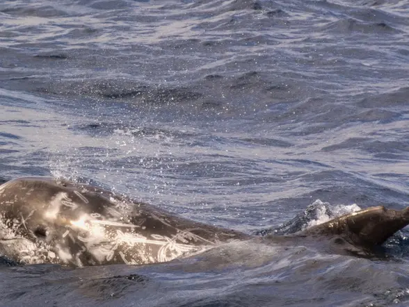 Ballena nadando en Fuerteventura, uno de los cetáceos que podrás ver en esta actividad.