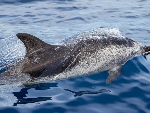 Delfín nadando en medio del mar, una de las maravillas que contemplarás en Gran Canaria. 