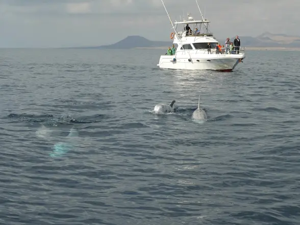 Calderones en las aguas de Corralejo en Fuerteventura.