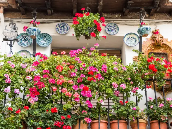  Coloridas macetas adornando los balcones y fachadas encaladas del Albaicín, un rincón lleno de encanto en Granada.