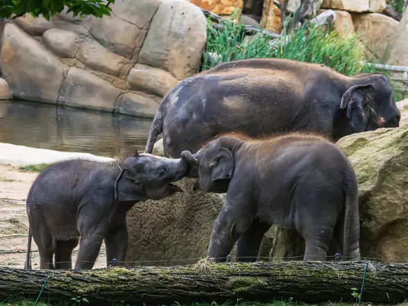 Entradas al zoológico de Praga con audioguía - buendía