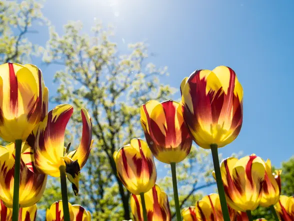 Tulipanes en primer plano en los jardines de Keukenhof en Holanda