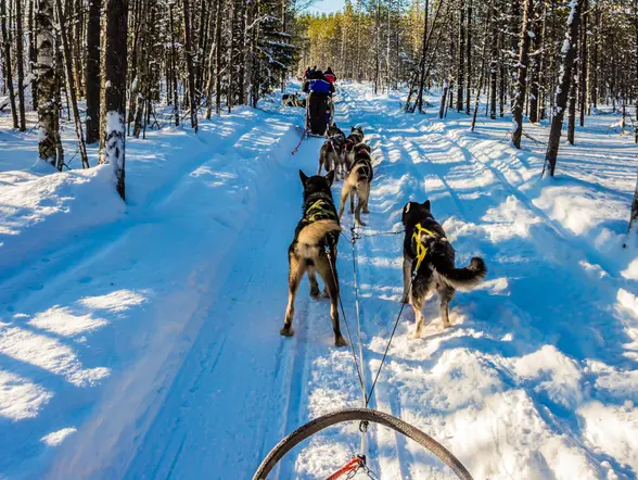 Aventuras en trineo con huskies, explorando el mágico paisaje nevado de Laponia.
