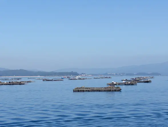 Ría de Arousa con las bateas de fondo