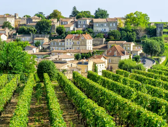 Viñedos que producen algunos de los mejores vinos del mundo.