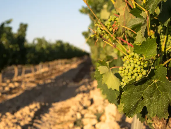 Imagen de un racimo de uvas a uno de los viñedos de la Rioja Alavesa