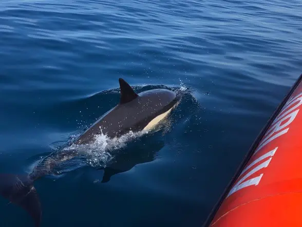 Un instante único, una mirada salvaje y más animales marinos en esta observación.