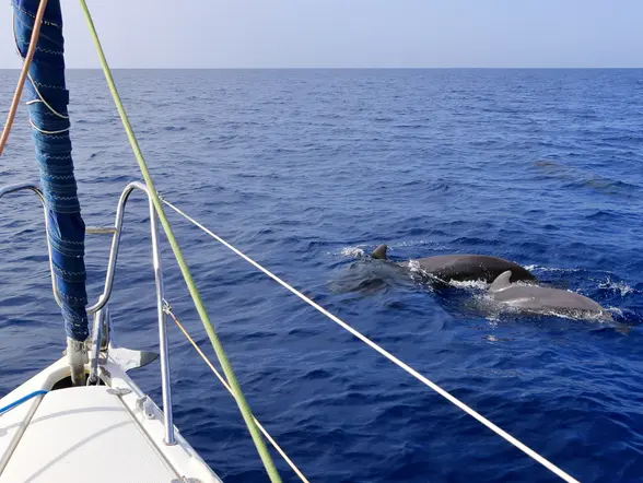 Vistas desde un velero de los delfines en su hábitat natural.
