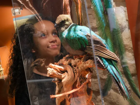 Entre vitrinas y utensilios antiguos, un pájaro aparece donde nadie lo espera. Y por un segundo, todo el museo se detiene.