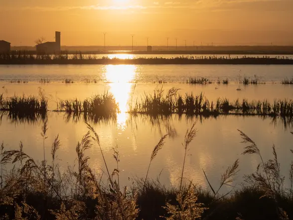 El cielo se apaga lentamente sobre La Albufera. Solo quedan los colores y el vuelo bajo de una garza solitaria.