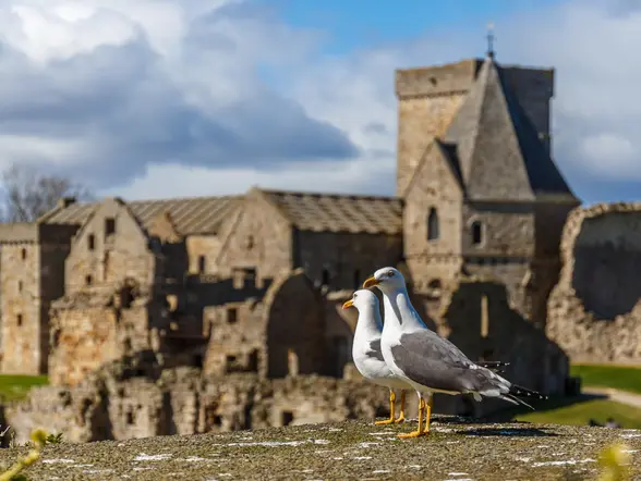 Dos Gaviotas contemplan el horizonte frente a la abadía Inchcolm, Escocia