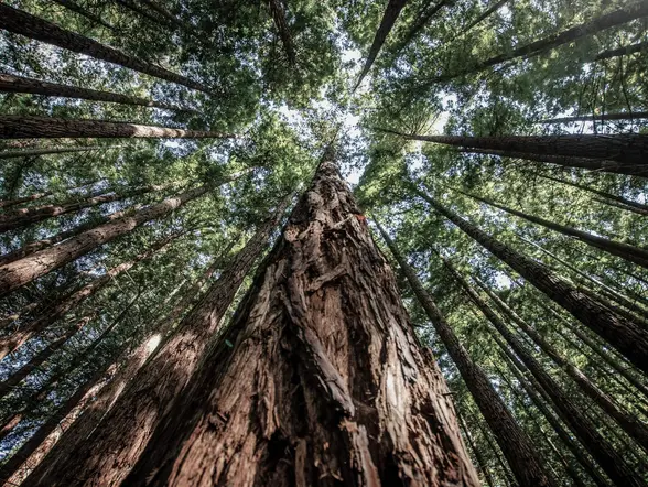 Excursión al Capricho de Gaudí, Santillana del Mar y el bosque de secuoyas desde Santander