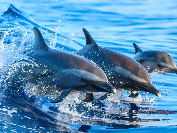 Paseo en barco para avistamiento de delfines en Mallorca
